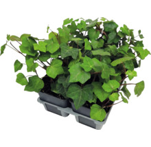 Murgröna med gröna blad i små plastkrukor i en grå odlingsbricka.