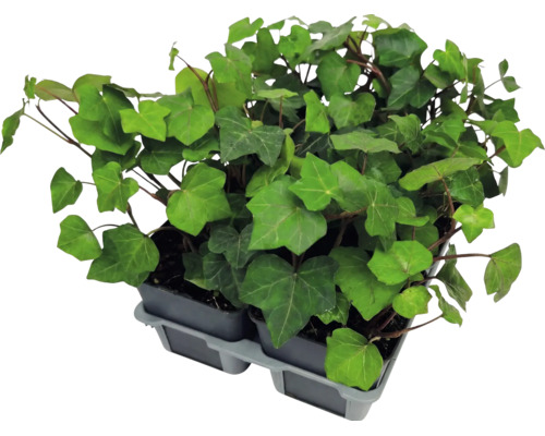 Murgröna med gröna blad i små plastkrukor i en grå odlingsbricka.