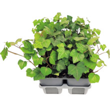 Murgröna (Hedera helix) med flikiga blad i ett grått odlingsbrätte av plast.