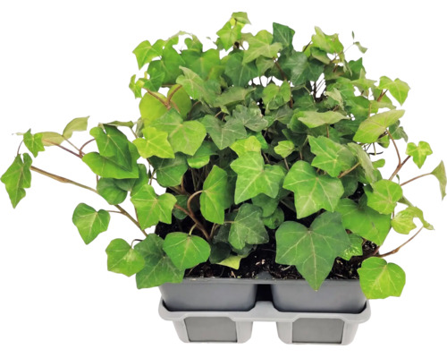 Murgröna (Hedera helix) med flikiga blad i ett grått odlingsbrätte av plast.
