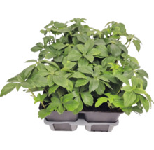 Marktäckande skugggröna Pachysandra terminalis i odlingsbricka