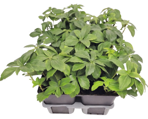 Marktäckande skugggröna Pachysandra terminalis i odlingsbricka