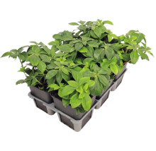 Marktäckare Pachysandra terminalis skuggröna i ett brätte med flera krukor.