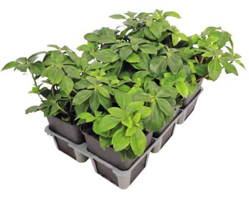 Marktäckare Pachysandra terminalis skuggröna i ett brätte med flera krukor.