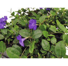 Gravmyrten Vinca minor med lila blommor och gröna blad.