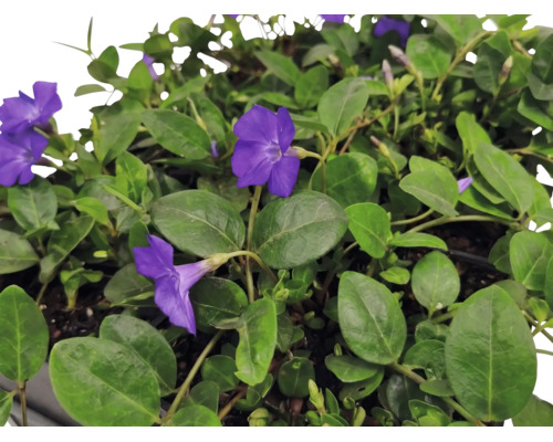 Gravmyrten Vinca minor med lila blommor och gröna blad.