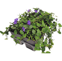Vintergröna Vinca minor i sexpack med lila blommor och gröna blad.