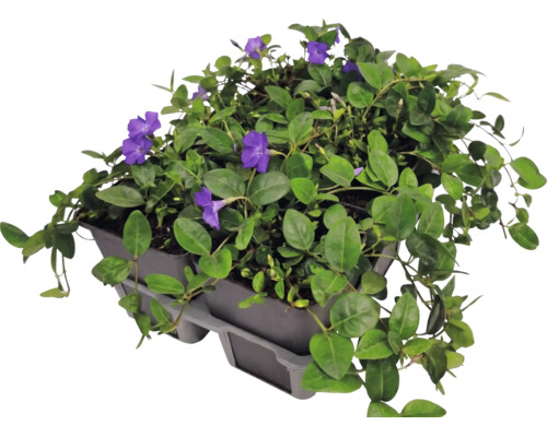 Vintergröna Vinca minor i sexpack med lila blommor och gröna blad.