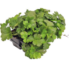 Guldgubbe Waldsteinia ternata i plantbrätte, vintergrön marktäckare för trädgården.