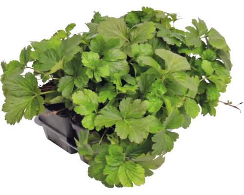Guldgubbe Waldsteinia ternata i plantbrätte, vintergrön marktäckare för trädgården.