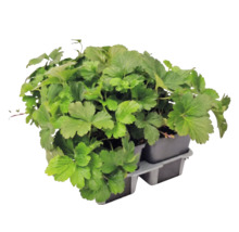 Waldsteinia ternata gullgröna i plantbrätte med flera krukor.
