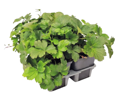 Waldsteinia ternata gullgröna i plantbrätte med flera krukor.