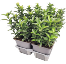 Japansk benved Euonymus japonicus i odlingskrukor på en plastbricka.