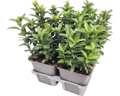 Japansk benved Euonymus japonicus i odlingskrukor på en plastbricka.