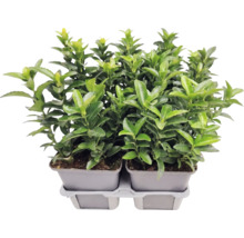 Japansk benved Euonymus japonicus i odlingskruka, städsegrön häckväxt för trädgården.