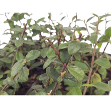 Krypoxel Cotoneaster dammeri med gröna ovala blad och träiga grenar som marktäckare för trädgården.