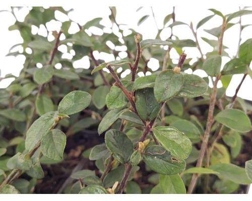 Krypoxel Cotoneaster dammeri med gröna ovala blad och träiga grenar som marktäckare för trädgården.