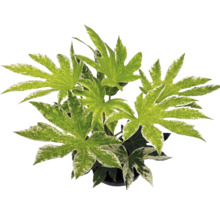 Fatsia japonica Spiders Web inomhusväxt med brokiga, handflikiga blad.