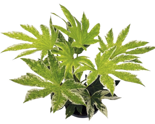 Fatsia japonica Spiders Web inomhusväxt med brokiga, handflikiga blad.