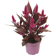 Plymört FLORASELF Celosia argentea 'Mystic Shades' krukstorlek Ø12cm