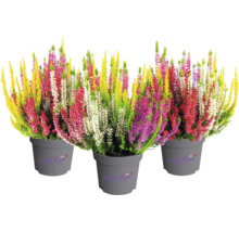 Ljung FLORASELF Calluna vulgaris 'High Five' krukstorlek Ø13cm
