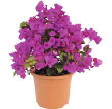 Bougainvillea med lila blommor i en terrakottafärgad blomkruka.