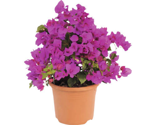 Bougainvillea med lila blommor i en terrakottafärgad blomkruka.