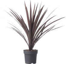 Cordyline australis Red Star med långa svärdformade mörkröda blad i en plastkruka.