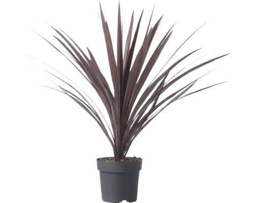 Cordyline australis Red Star med långa svärdformade mörkröda blad i en plastkruka.