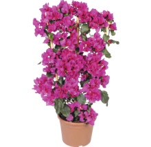 Rosa bougainvillea i en plastkruka med spaljé av bambu.