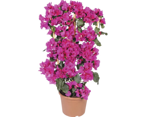 Rosa bougainvillea i en plastkruka med spaljé av bambu.