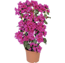 Bougainvillea på spaljé av trä i kruka med rosa blommor och gröna blad.
