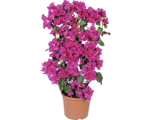 Bougainvillea på spaljé av trä i kruka med rosa blommor och gröna blad.