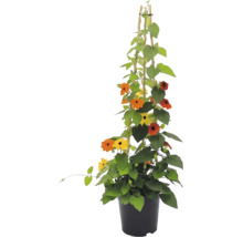 Svartöga (Thunbergia alata) i kruka med klätterstöd av bambu, gula och orange blommor med mörk mitt.