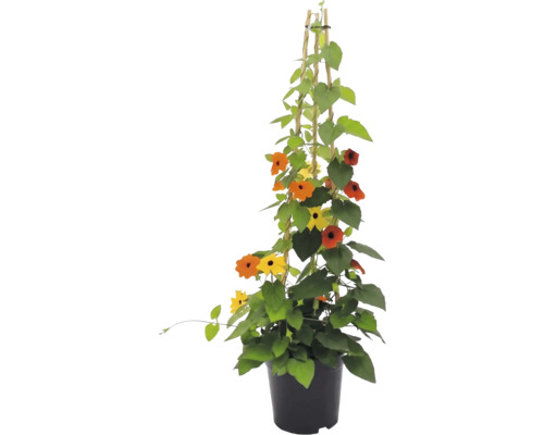 Svartöga (Thunbergia alata) i kruka med klätterstöd av bambu, gula och orange blommor med mörk mitt.