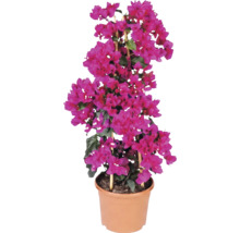Trillingsblomma Bougainvillea med rosa högblad i kruka med bambustöd.