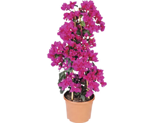 Trillingsblomma Bougainvillea med rosa högblad i kruka med bambustöd.