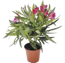 Oleander Nerium oleander med rosa blommor i kruka