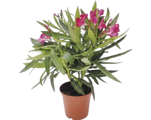 Oleander Nerium oleander med rosa blommor i kruka