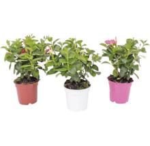 Tre Dipladenia-växter i krukor med gröna blad och trattformade blommor i olika färger.