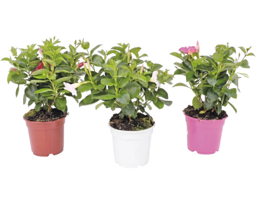 Tre Dipladenia-växter i krukor med gröna blad och trattformade blommor i olika färger.