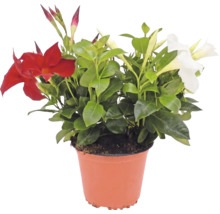 Dipladenia med röda och vita blommor i plastkruka.