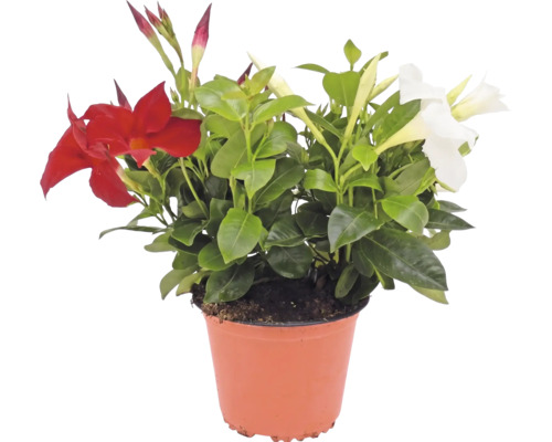 Dipladenia med röda och vita blommor i plastkruka.