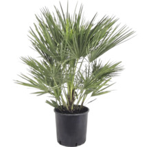 Dvärghpalm Chamaerops humilis i en svart plastkruka, buskig växt med solfjädersformade blad.