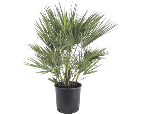 Dvärghpalm Chamaerops humilis i en svart plastkruka, buskig växt med solfjädersformade blad.