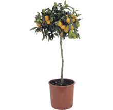 Kumquat på stam Citrus japonica med orangea frukter och gröna blad i en brun plastkruka.