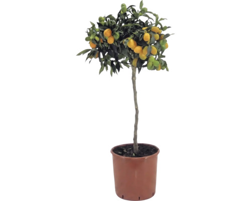 Kumquat på stam Citrus japonica med orangea frukter och gröna blad i en brun plastkruka.