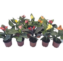 Olika Canna-växter i krukor med blommor i färger som rött, gult och orange och stora gröna blad.