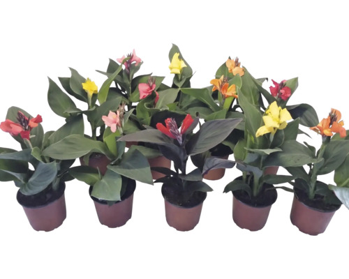 Olika Canna-växter i krukor med blommor i färger som rött, gult och orange och stora gröna blad.