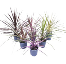 Sex stycken Cordyline-växter med svärdformade blad i olika färger i plastkrukor.